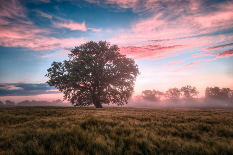 How connecting with nature can bring inner peace and emotional stability